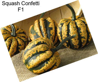 Squash Confetti F1