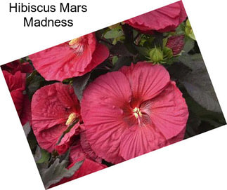 Hibiscus Mars Madness