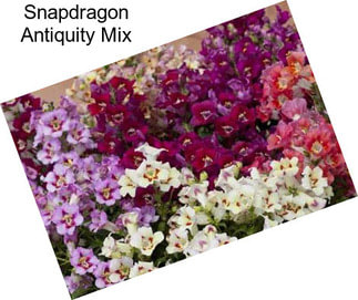 Snapdragon Antiquity Mix