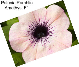 Petunia Ramblin Amethyst F1