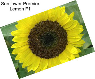 Sunflower Premier Lemon F1