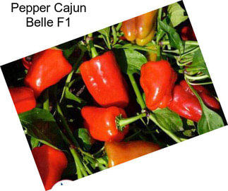 Pepper Cajun Belle F1