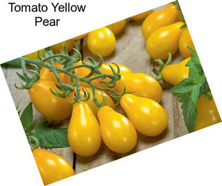 Tomato Yellow Pear