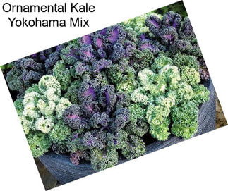 Ornamental Kale Yokohama Mix