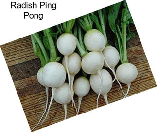 Radish Ping Pong