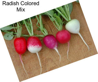 Radish Colored Mix