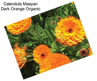 Calendula Maayan Dark Orange Organic