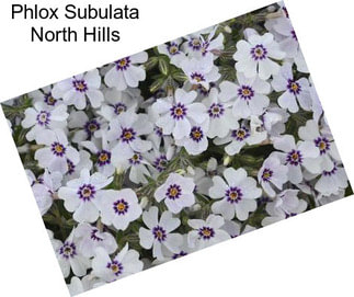 Phlox Subulata North Hills