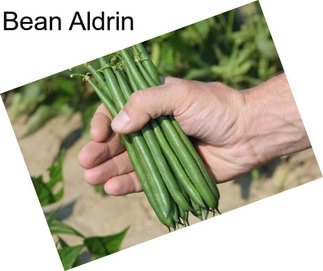 Bean Aldrin