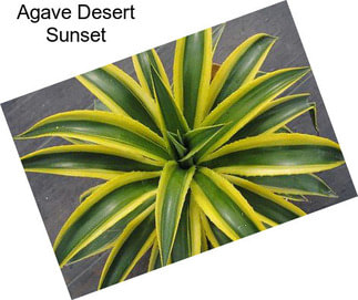 Agave Desert Sunset