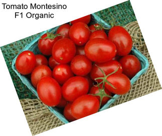Tomato Montesino F1 Organic