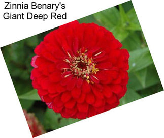Zinnia Benary\'s Giant Deep Red