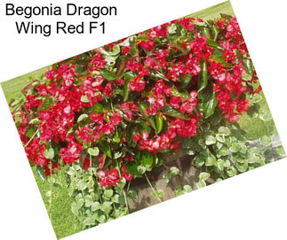 Begonia Dragon Wing Red F1