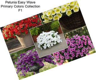 Petunia Easy Wave Primary Colors Collection F1