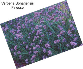 Verbena Bonariensis Finesse