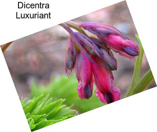 Dicentra Luxuriant