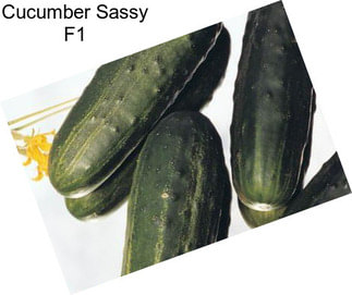 Cucumber Sassy F1