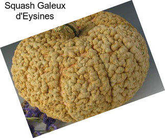 Squash Galeux d\'Eysines