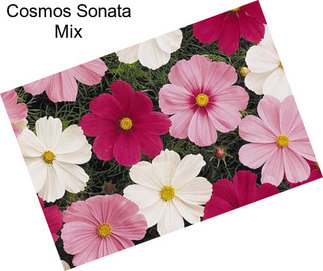 Cosmos Sonata Mix