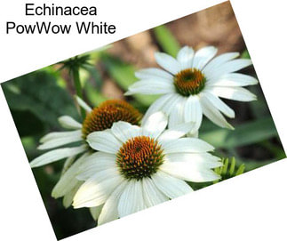 Echinacea PowWow White