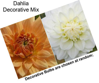 Dahlia Decorative Mix