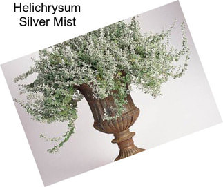 Helichrysum Silver Mist