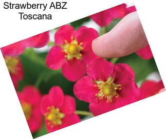 Strawberry ABZ Toscana