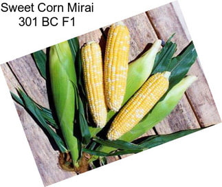 Sweet Corn Mirai 301 BC F1