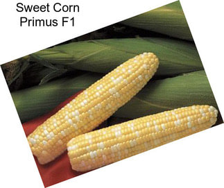 Sweet Corn Primus F1