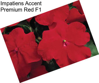 Impatiens Accent Premium Red F1