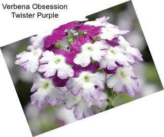 Verbena Obsession Twister Purple