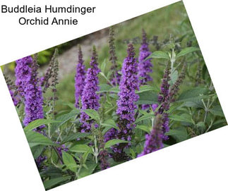 Buddleia Humdinger Orchid Annie