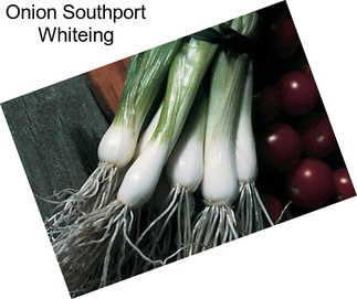 Onion Southport Whiteing