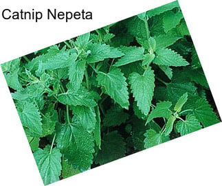 Catnip Nepeta