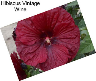 Hibiscus Vintage Wine