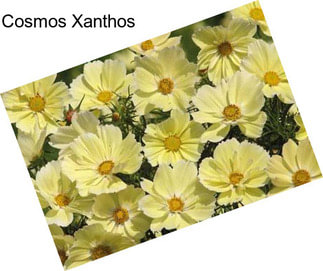 Cosmos Xanthos