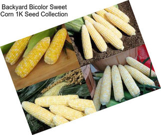 Backyard Bicolor Sweet Corn 1K Seed Collection