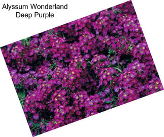 Alyssum Wonderland Deep Purple