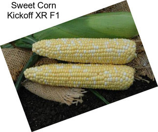 Sweet Corn Kickoff XR F1