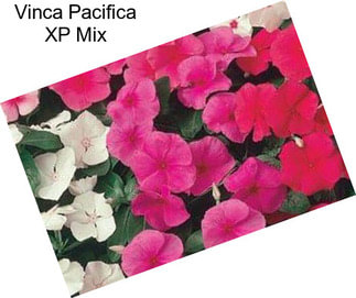 Vinca Pacifica XP Mix