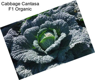 Cabbage Cantasa F1 Organic