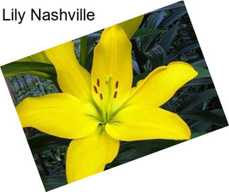 Lily Nashville