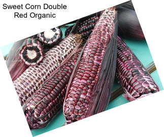 Sweet Corn Double Red Organic