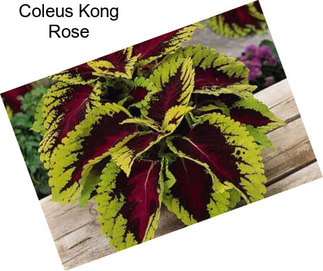 Coleus Kong Rose