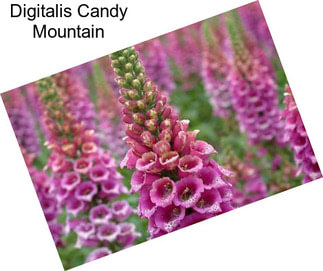 Digitalis Candy Mountain