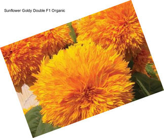 Sunflower Goldy Double F1 Organic