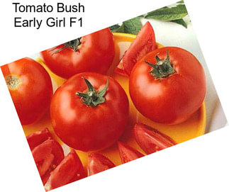 Tomato Bush Early Girl F1