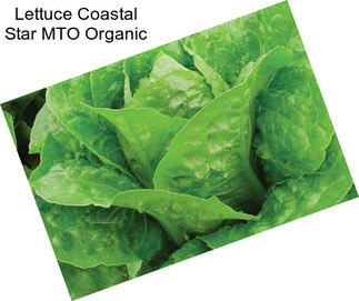 Lettuce Coastal Star MTO Organic