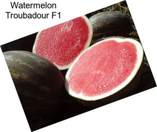 Watermelon Troubadour F1