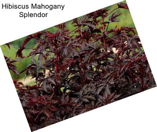 Hibiscus Mahogany Splendor